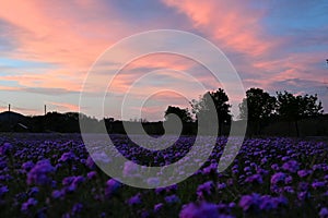 Prairie Verbena Field at Dusk photo