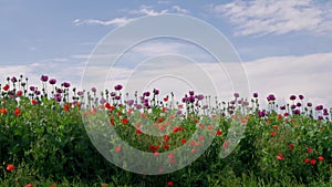 Field of purple and red poppies under blue sky, grassland
