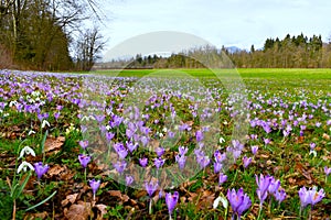 Field with purple spring crocus (Crocus vernus)