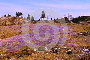 Field of purple spring crocus (Crocus vernus) flowers at Velika Planina