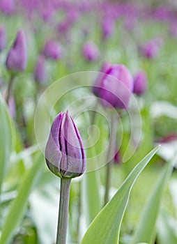 Field of purple tulips