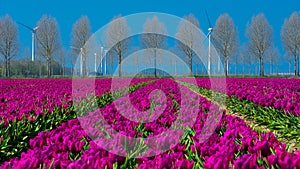 Field of purple tulips in Holland , spring time colourful flowers