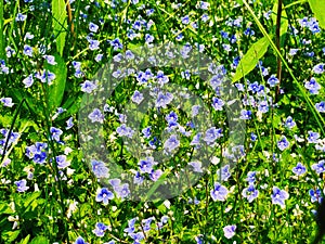 A field of purple Veronica persica flowers blooming