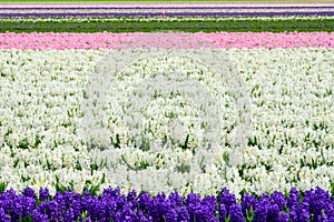Field of purple and white hyacinth in Holland , spring time colourful flowers