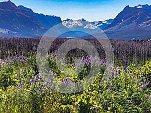 Field of purple wildflowers at Glacier National Park photo