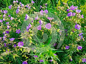 A field of purple wildflowers on a vast pasture in Inner Mongolia. Endless grassland. The flowers are in a full blossom