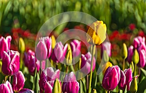 Field with purple and yellow tulips