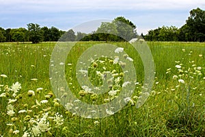 A field of Queen Anne`s Lace wildflowers