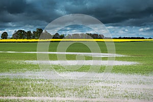 Field after rain ...