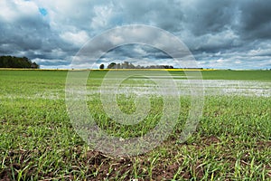 Field after rain ...