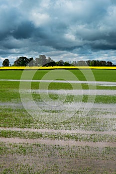 Field after rain .