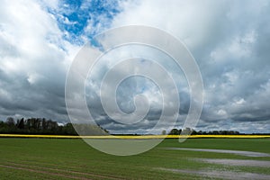 Field after rain ...