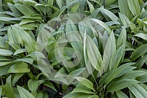 Field of ransom (wild garlic) in a forest