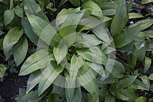 Field of ransom (wild garlic) in a forest