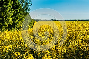 Field of rape near forest and blue sky