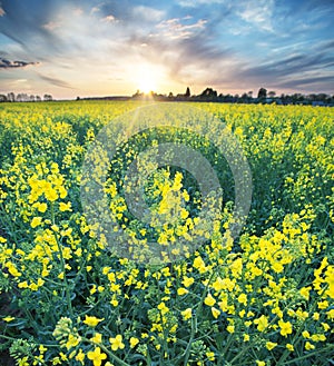 Field of seed plants and blue sky.