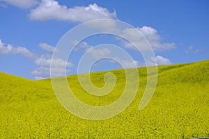 A Field of Rapeseed