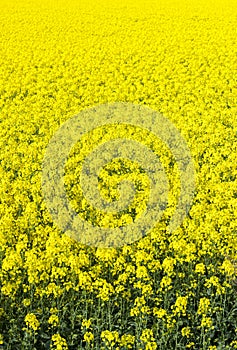 Field of rapeseed