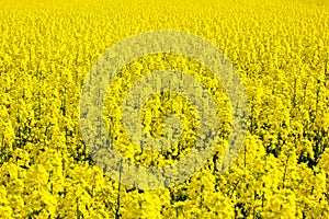 Field of rapeseed