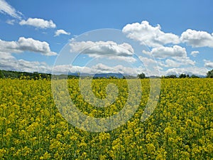 Field of rapeseed