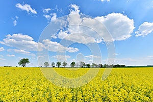 Field of rapeseed