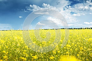 Field of rapeseed