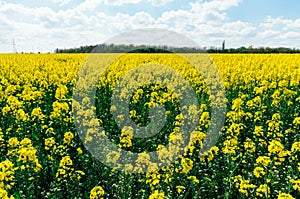 Field of rapeseed