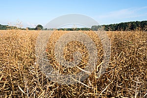 Field of rapeseed