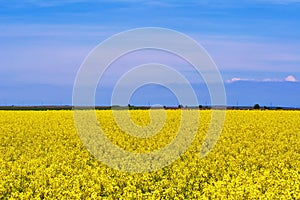 Field of Rapeseed