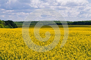 Field of rapeseed against sky with clouds