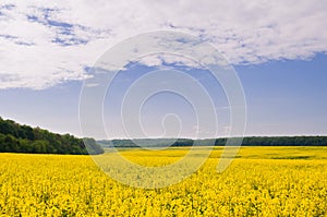 Field of rapeseed against sky with clouds