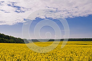 Field of rapeseed against sky with clouds