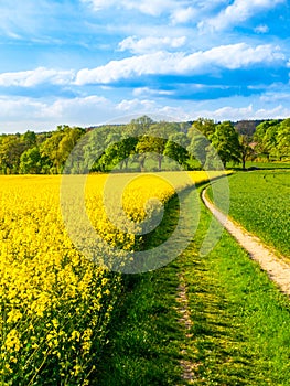 Field of rapeseed, aka canola or colza. Rural landscape with country road, green alley trees, blue sky and white clouds