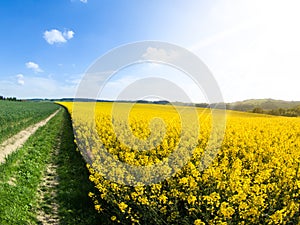 Field of rapeseed, aka canola or colza. Rural landscape with country road, green alley trees, blue sky and white clouds