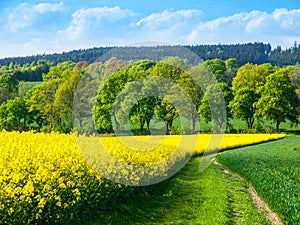 Field of rapeseed, aka canola or colza. Rural landscape with country road, green alley trees, blue sky and white clouds