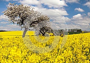 Field of rapeseed with apple tree