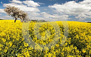 Field of rapeseed with apple tree