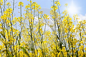 Field of rapeseed with beautiful cloud - plant for green energy