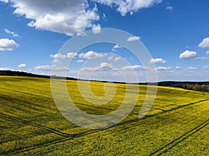 field of rapeseed with blue sky and clouds