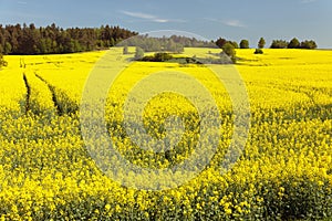 Field of rapeseed (brassica napus)