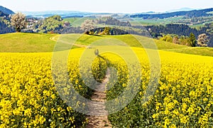 Field of rapeseed (brassica napus) with rural road