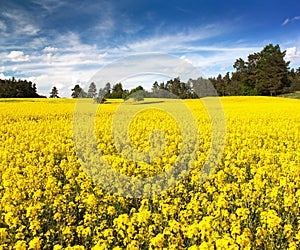 Field of rapeseed, canola or colza