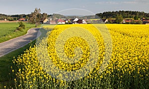 Field of rapeseed, canola or colza