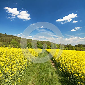 Field of rapeseed, canola or colza