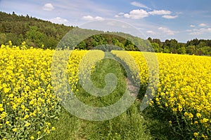 Field of rapeseed, canola or colza