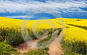 Field of rapeseed, canola or colza