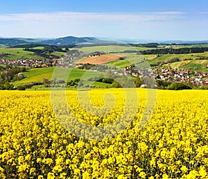 Field of rapeseed, canola or colza