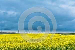 Field of rapeseed, canola or colza in Belarus with overcast sky