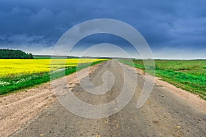 Field of rapeseed, canola or colza in Belarus with rural road and overcast sky