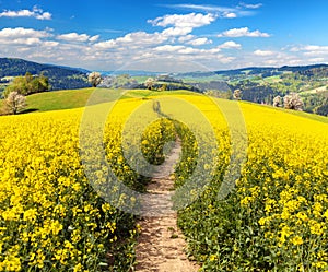 Field of rapeseed, canola or colza, Brassica napus